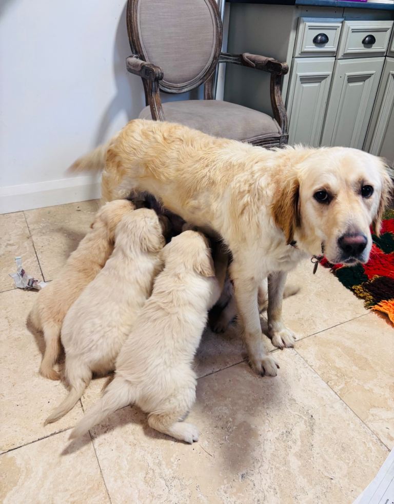 Golden Ratriever puppies