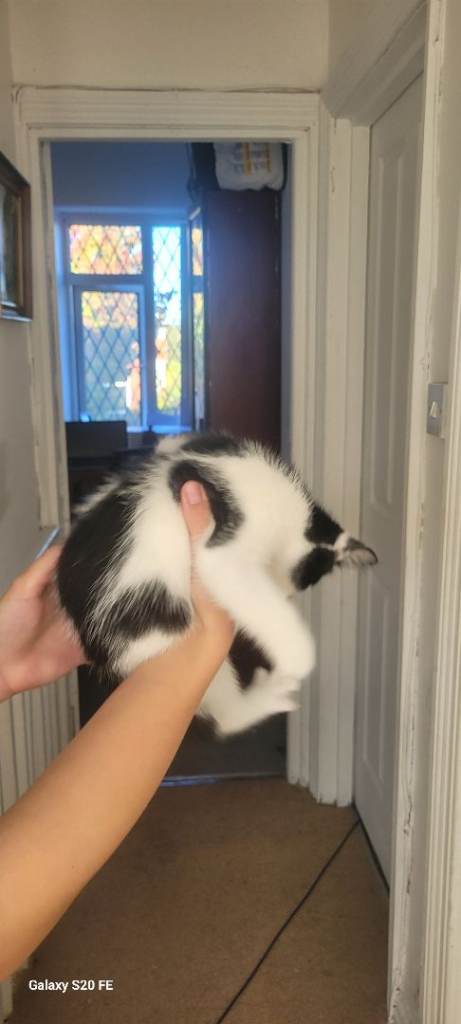 Lovely kitten for sale