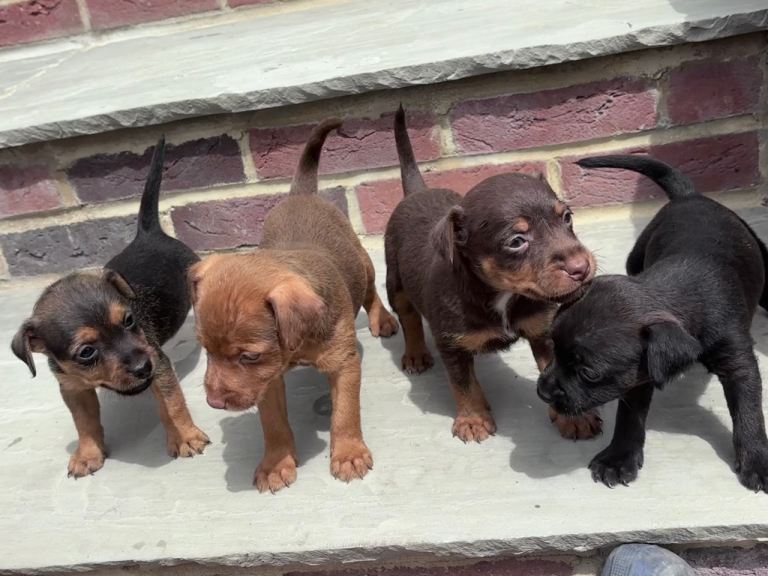 Jack Russell terrier puppies 