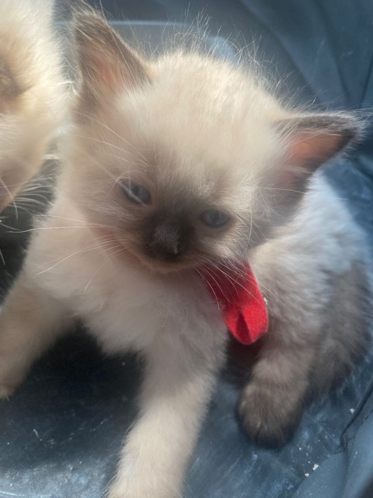 ragdoll kittens 