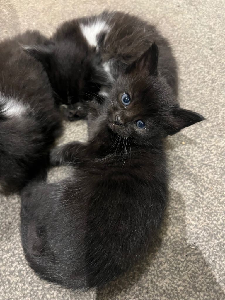 All black kitten 13 weeks ready to go 