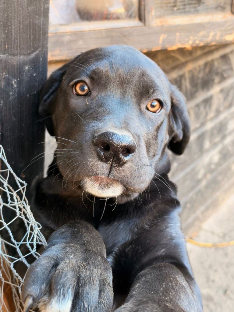 3 Female Cane Corso Puppies – Ready Now (14 Weeks Old)