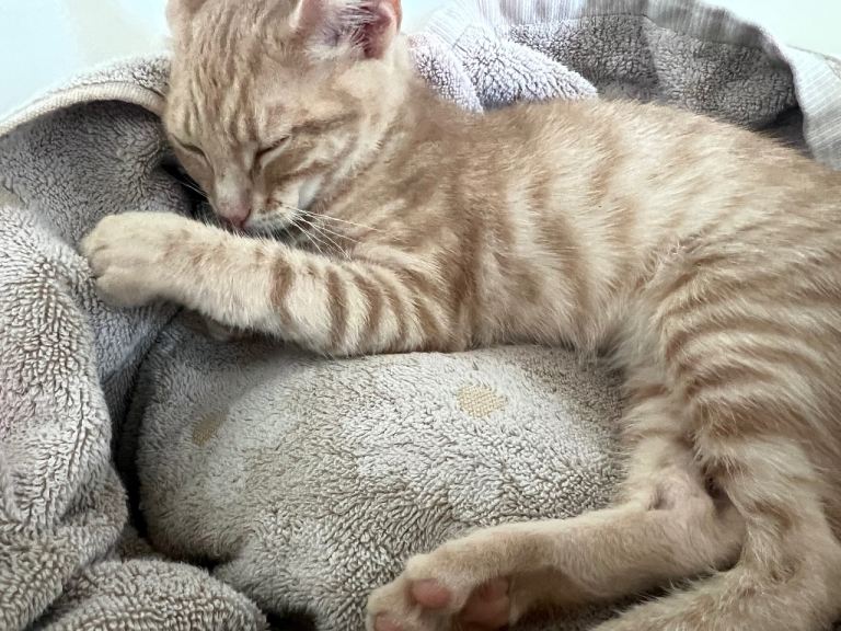 Pale Ginger Kitten & Tabby Kitten