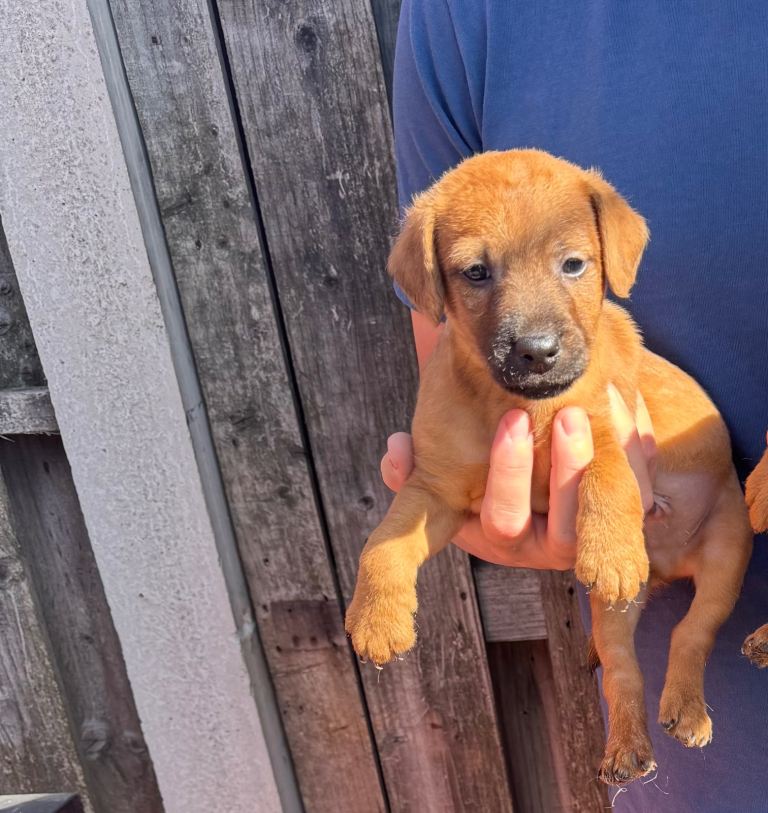 Last Patterdale Terrier Puppy
