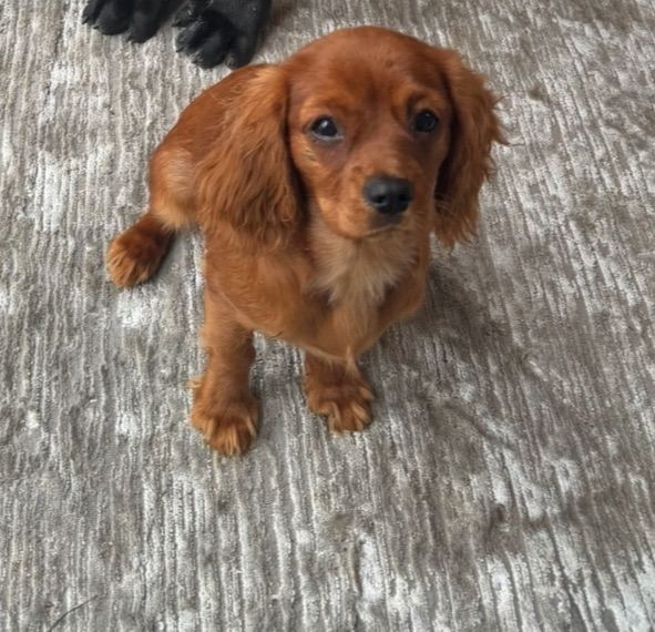 King Charles cavalier puppy