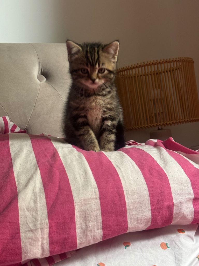 British short hair x kitten