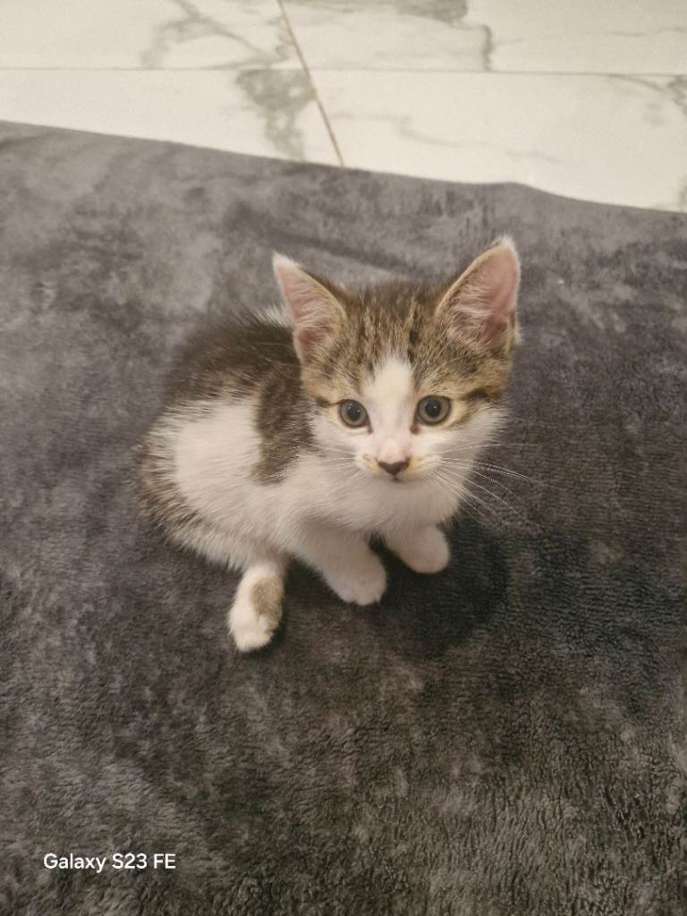 Tabby and white domestic shorthair kitten