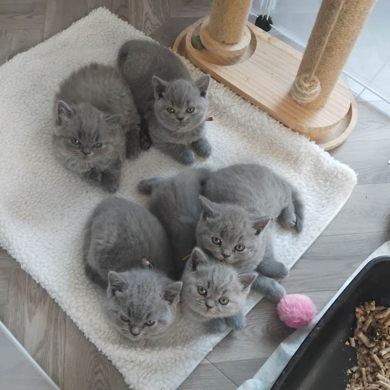 British shorthair Blue 