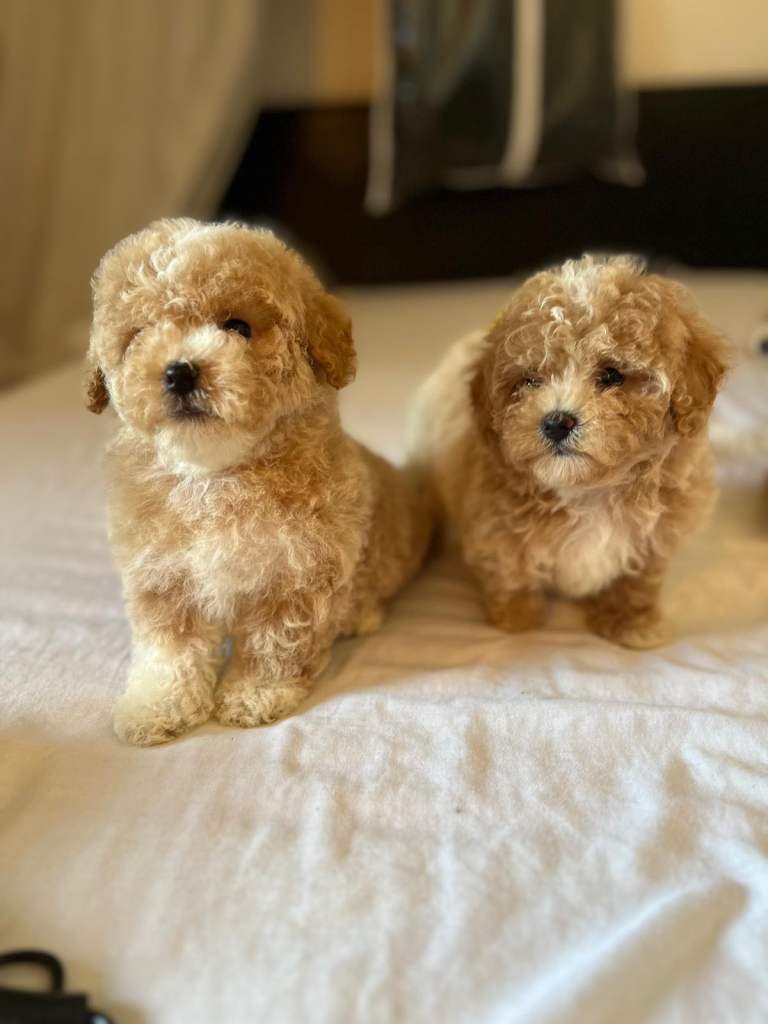 Maltipoo
