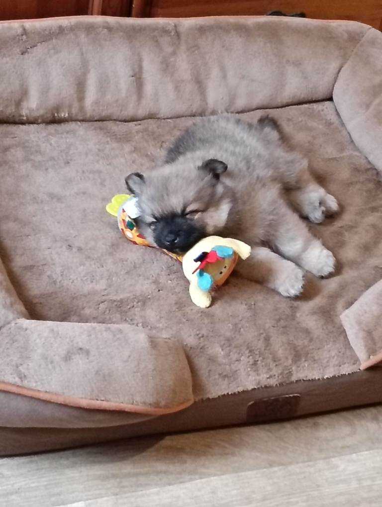 Gorgeous Pomeranians puppies 