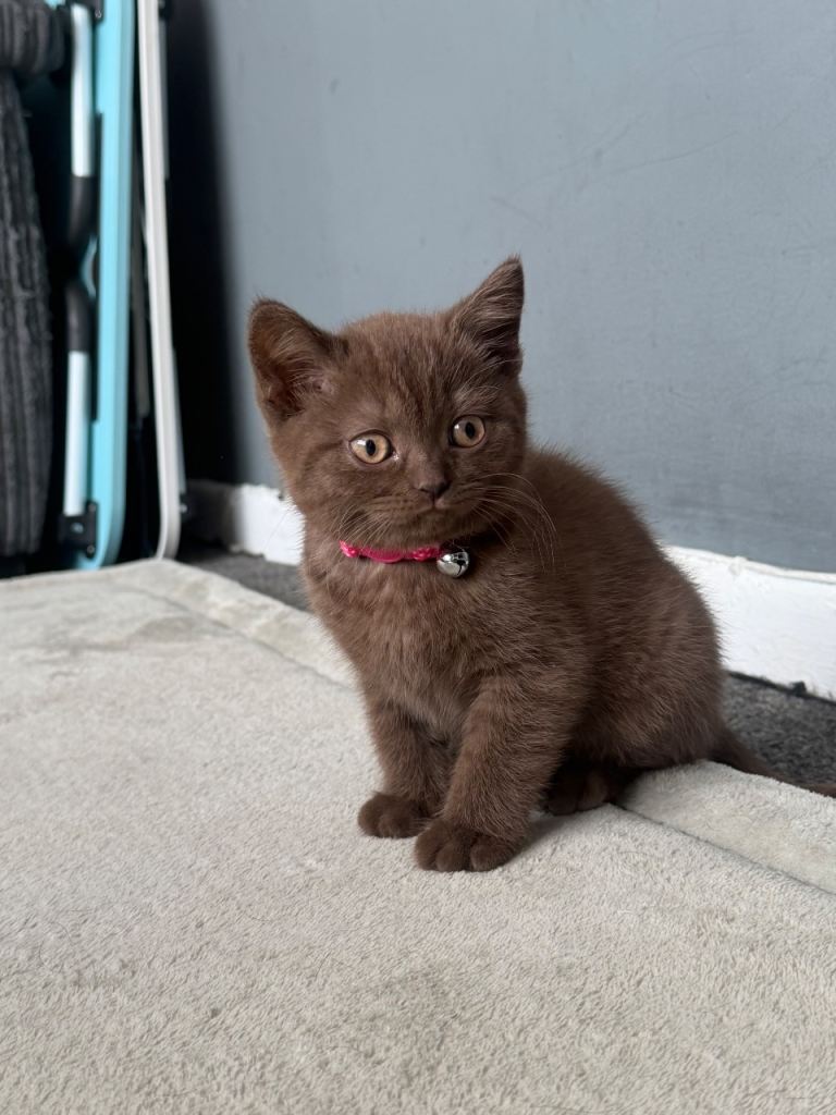 Chocolate pure british short hair