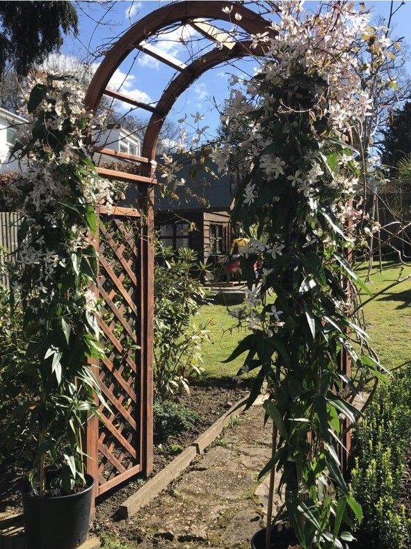 Spectacular 8ft plus on tripod frames Clematis Armandii Climbers