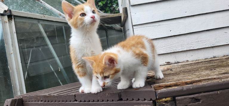 Beautiful kitten looking good a home.