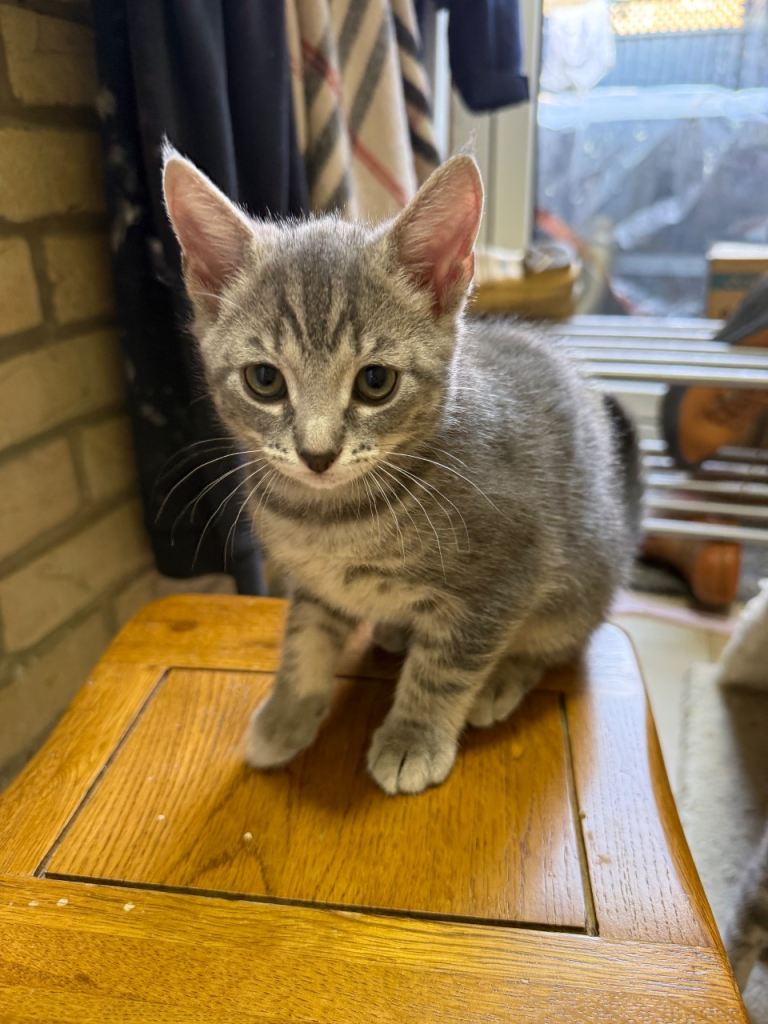 4 Beautiful kittens for sale