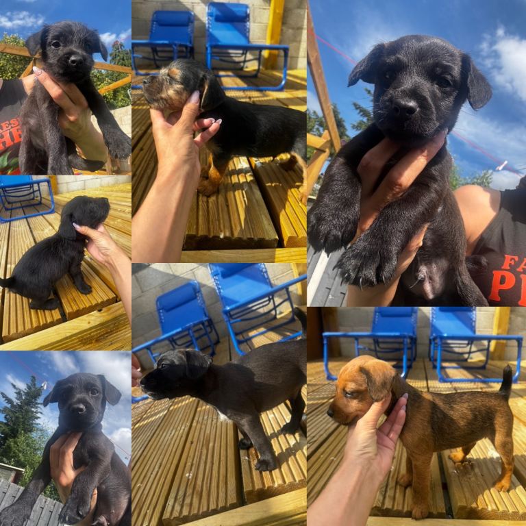 Patterdale terriers 