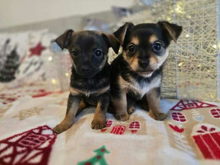 Adorable Chihuahua x Prague Ratter Puppies in Rochester