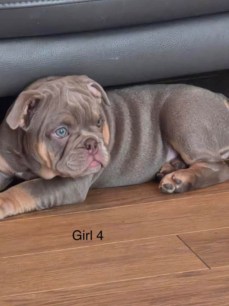 Micro Bully x English bulldog