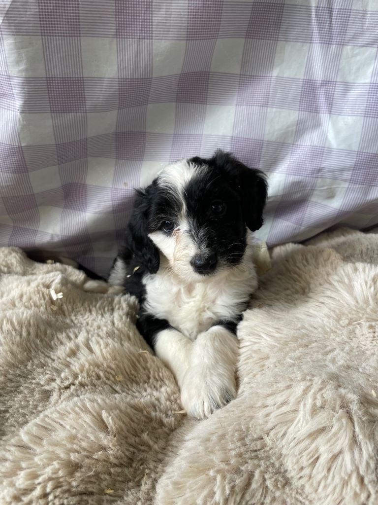 8 beautiful cockapoo puppies