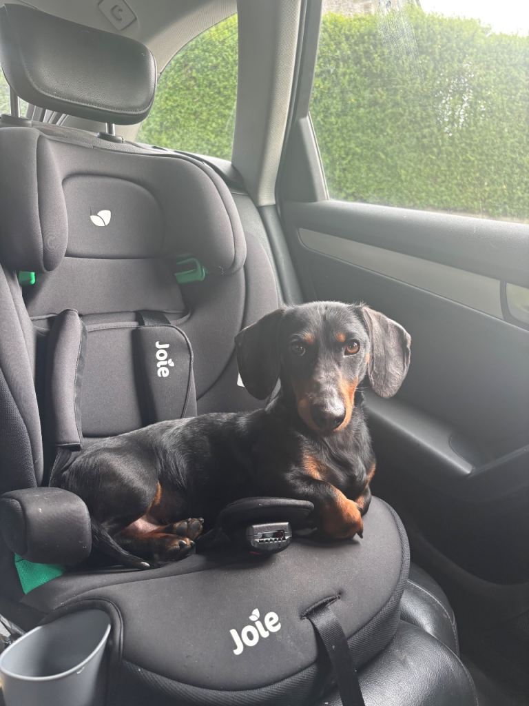 Hunter the dachshund 