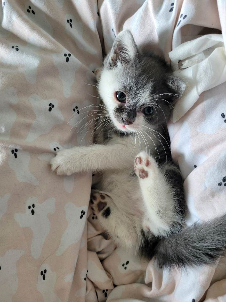 Male kitten