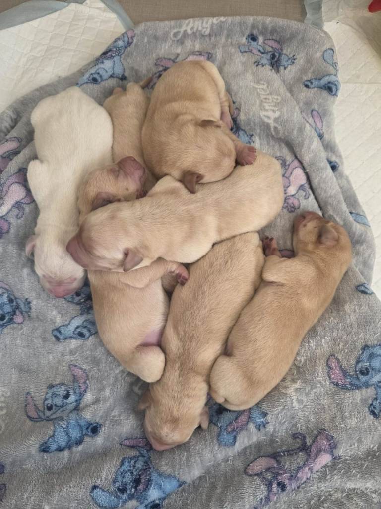 Labrador puppies 