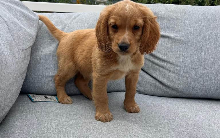 Cocker spaniel puppies 