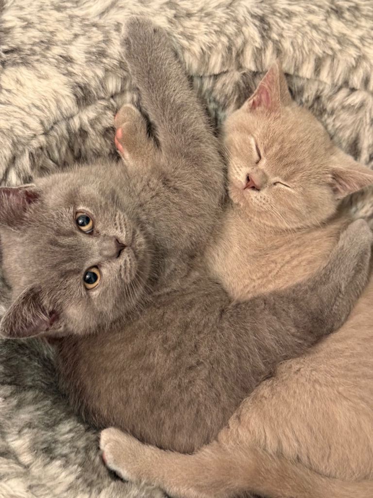 Pedigree BSH
