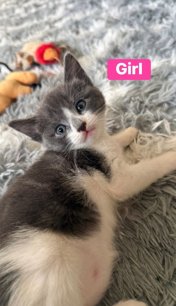🐾 5 Adorable Kittens Looking for Loving Homes 