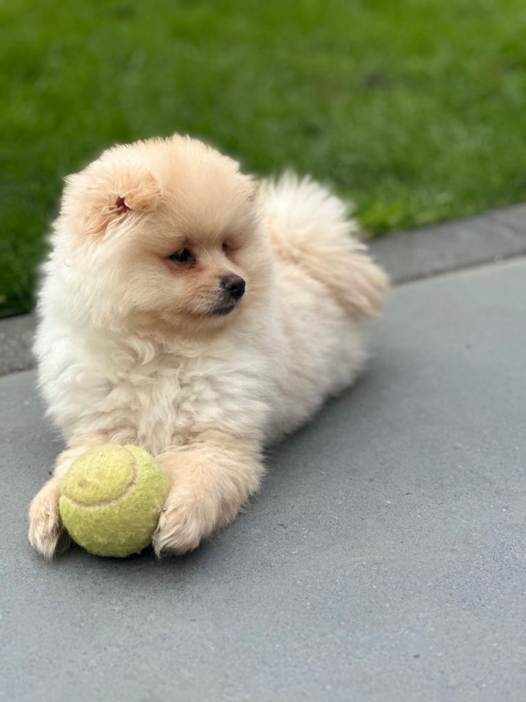 Puppy Pomeranian 
