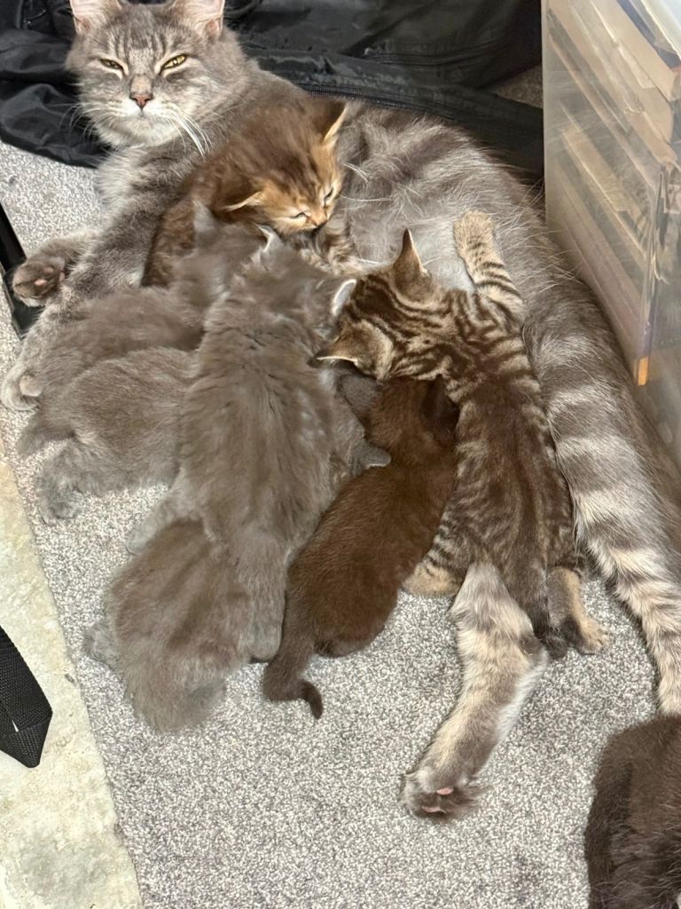 Stunning Mainecoon x kittens 