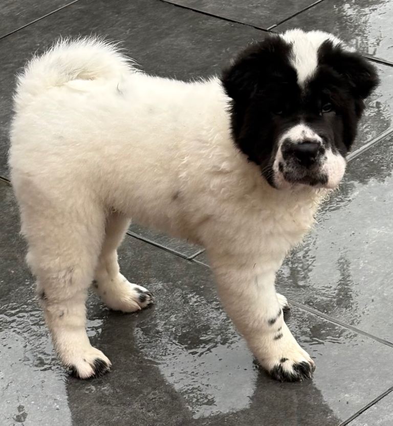 Ready now!!  Shar pei1 boy left !!!!! 