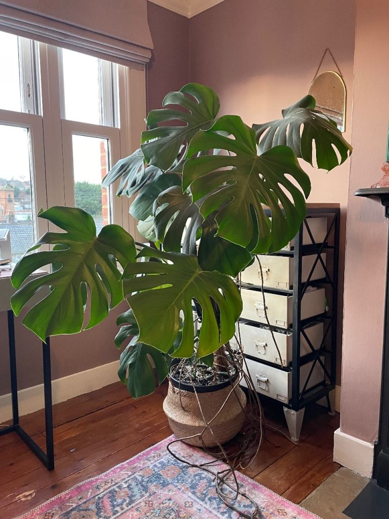 Large Monstera Plant