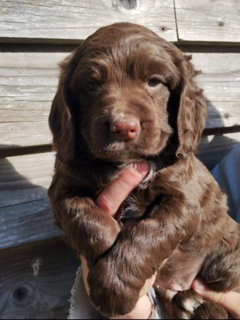 Cocker spaniel puppy 