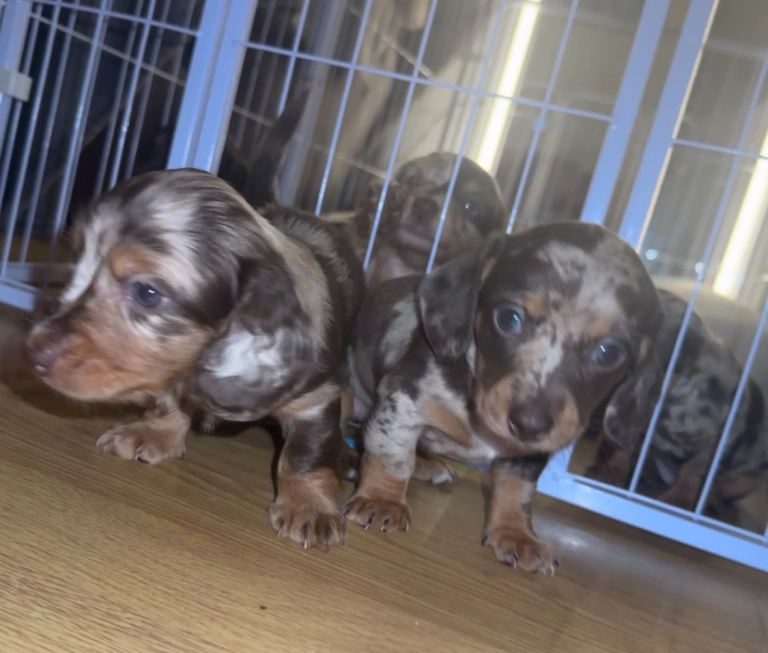 KC registered Datchunds puppies 