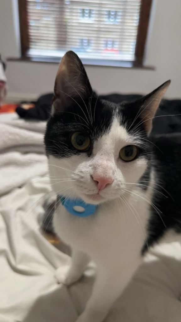 Male Cat 2.5 years old