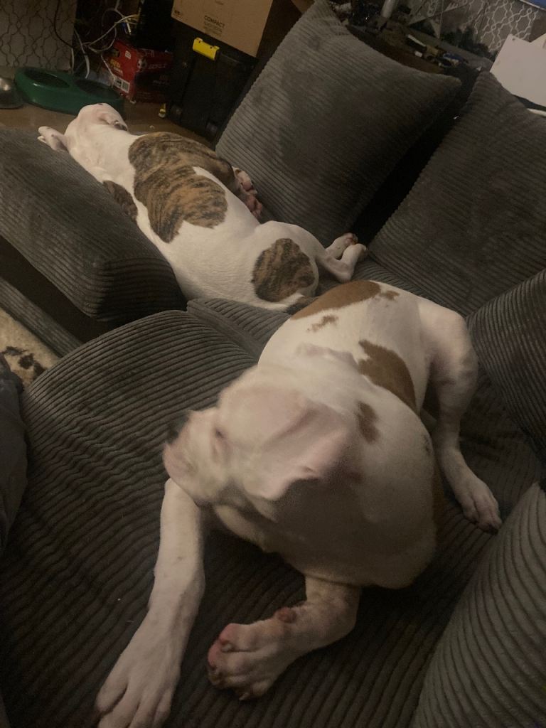  american bulldog 20wks old