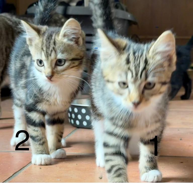 Kittens ready for new homes 