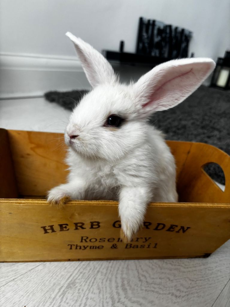 3 baby rabbits for sale!
