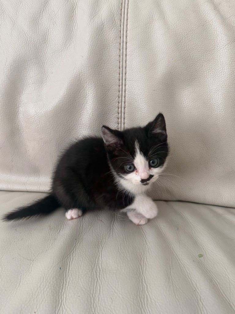 British short hair x kitten