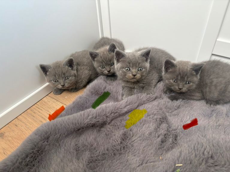 British shorthair kittens 