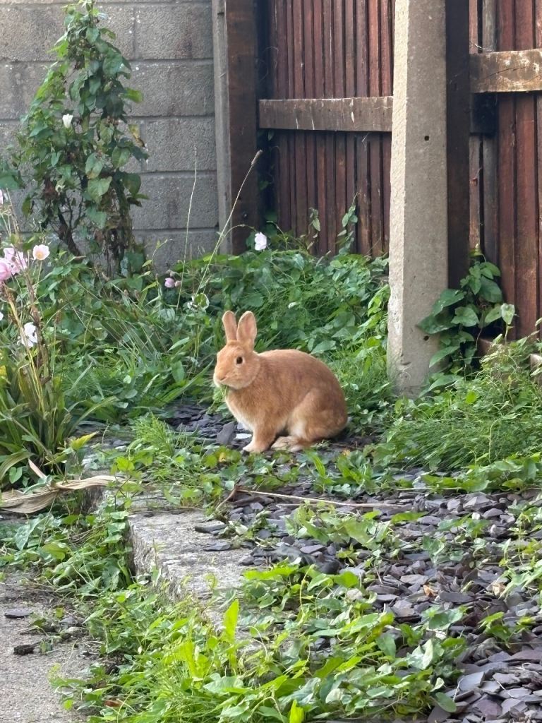 Ginger soft dwarf (neutered/vaccinated male) pm offers