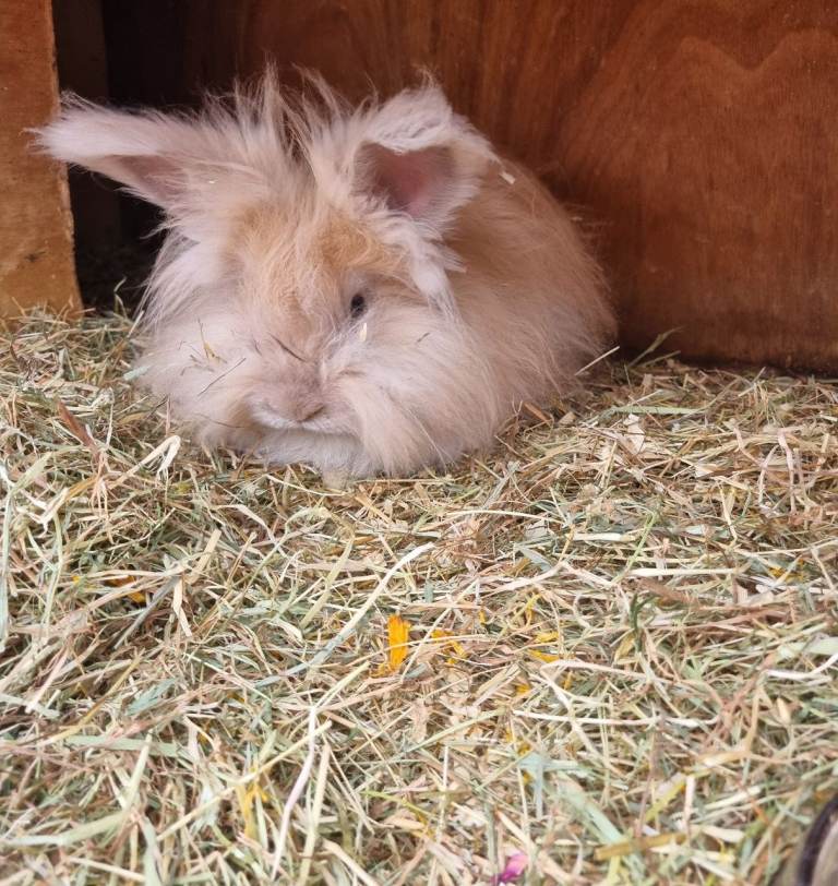 Beautiful litter of angora baby rabbits 