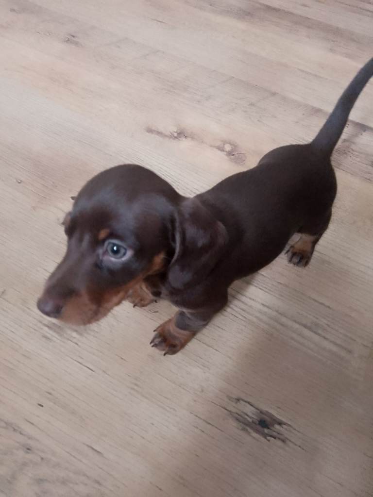 Miniature chocolate dachshund 