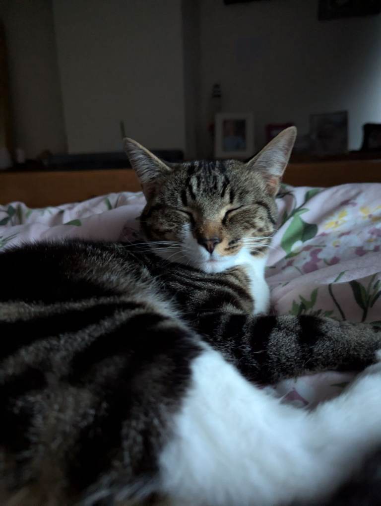 Sister cats *RESERVED*