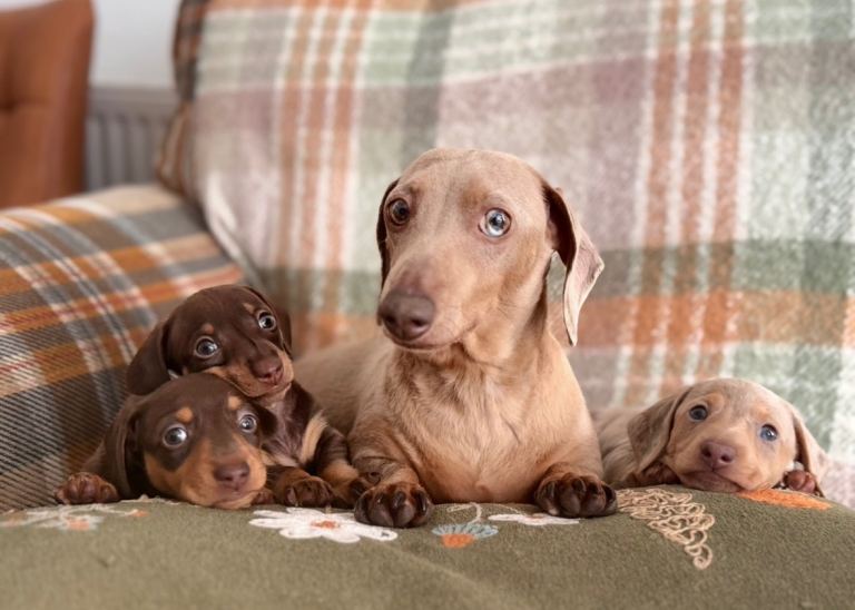 Miniature dachshunds 
