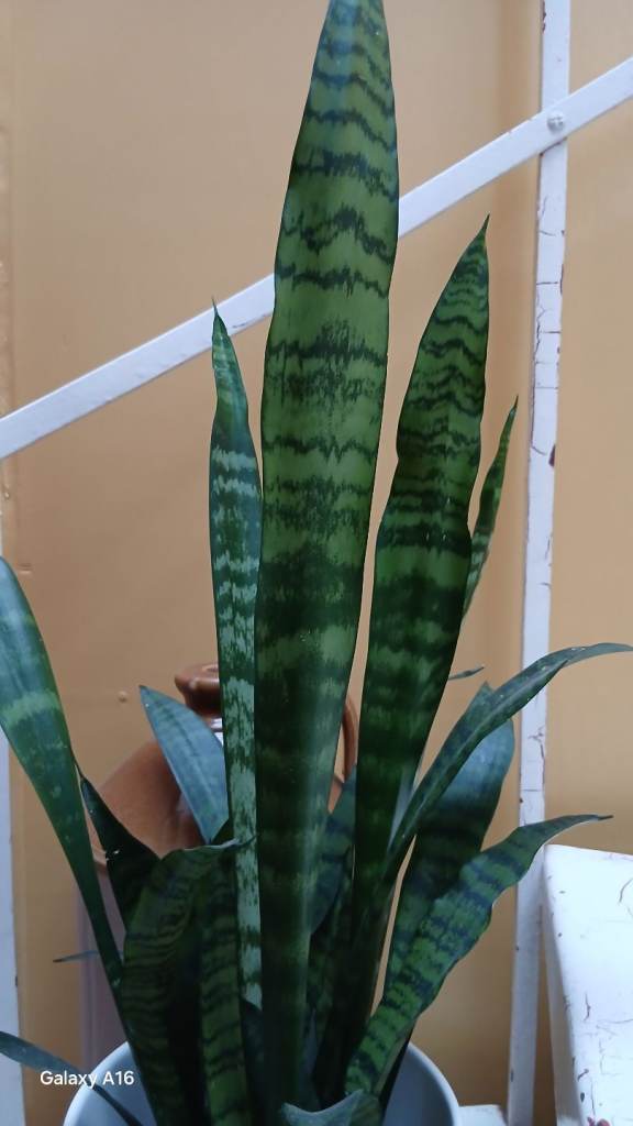 Dracaena Trifasciata Or Snake Plant In Ex Health
