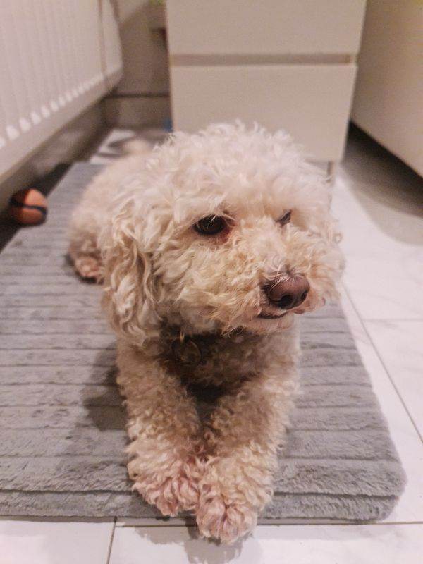Maltipoo-7 year old boy