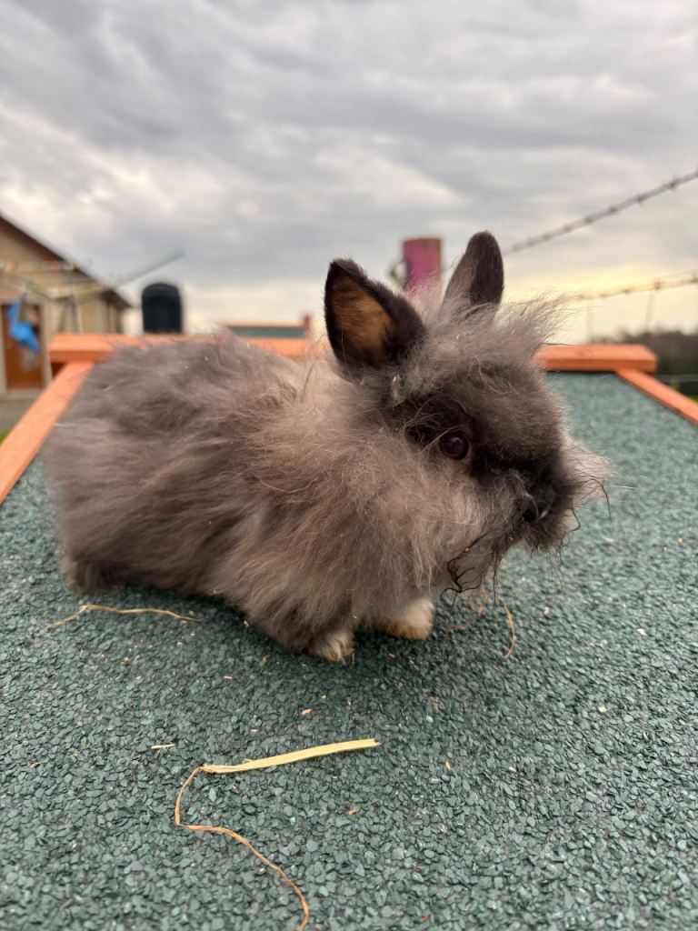 Lionhead rabbits - not ready until may 