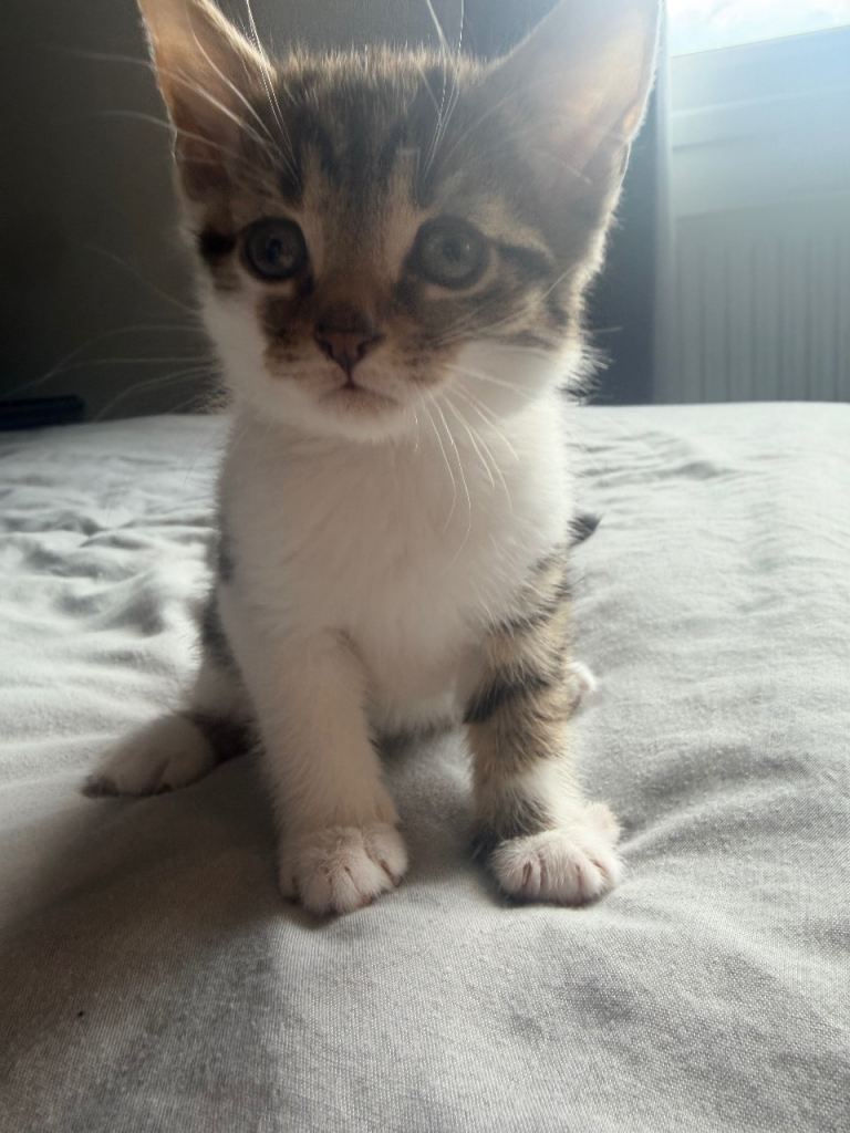 Beautiful litter of kittens ready now