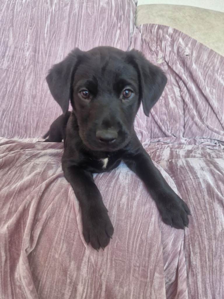 Labrador Cross Puppies for sale 